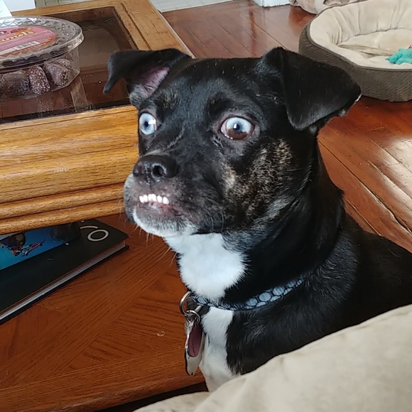 Meet your Posher, Alana - Picture 2 of 6